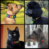 Collage of three dogs  and a cat wearing various sizes and widths of rainbow design handmade beaded leather collar from The Maasai Collection 