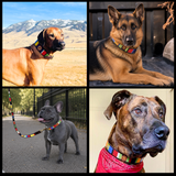 Collage of four dogs wearing various sizes and widths of the multi-coloured Sundance design handmade beaded leather collars and leashes from The Maasai Collection