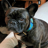 Dog Collar for French Bulldog