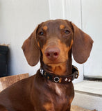 Dog Collar for Dachshund