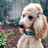 Dog Collar for Standard Poodle