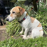 Dog Collar for Jack Russell