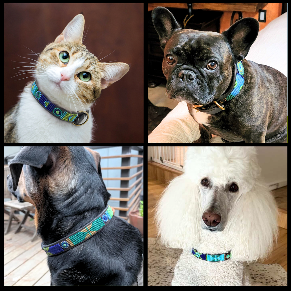 Collage of 3 dogs and a cat wearing various sizes and widths of blue green and gold Peacock design handmade beaded leather collars and leashes from The Maasai Collection 
