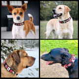 Collage of four dogs wearing various sizes and widths of black white and red handmade beaded leather collars and leashes from The Maasai Collection Pride design