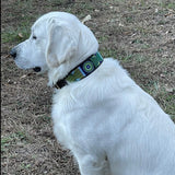 Dog Collar for Golden Retriever