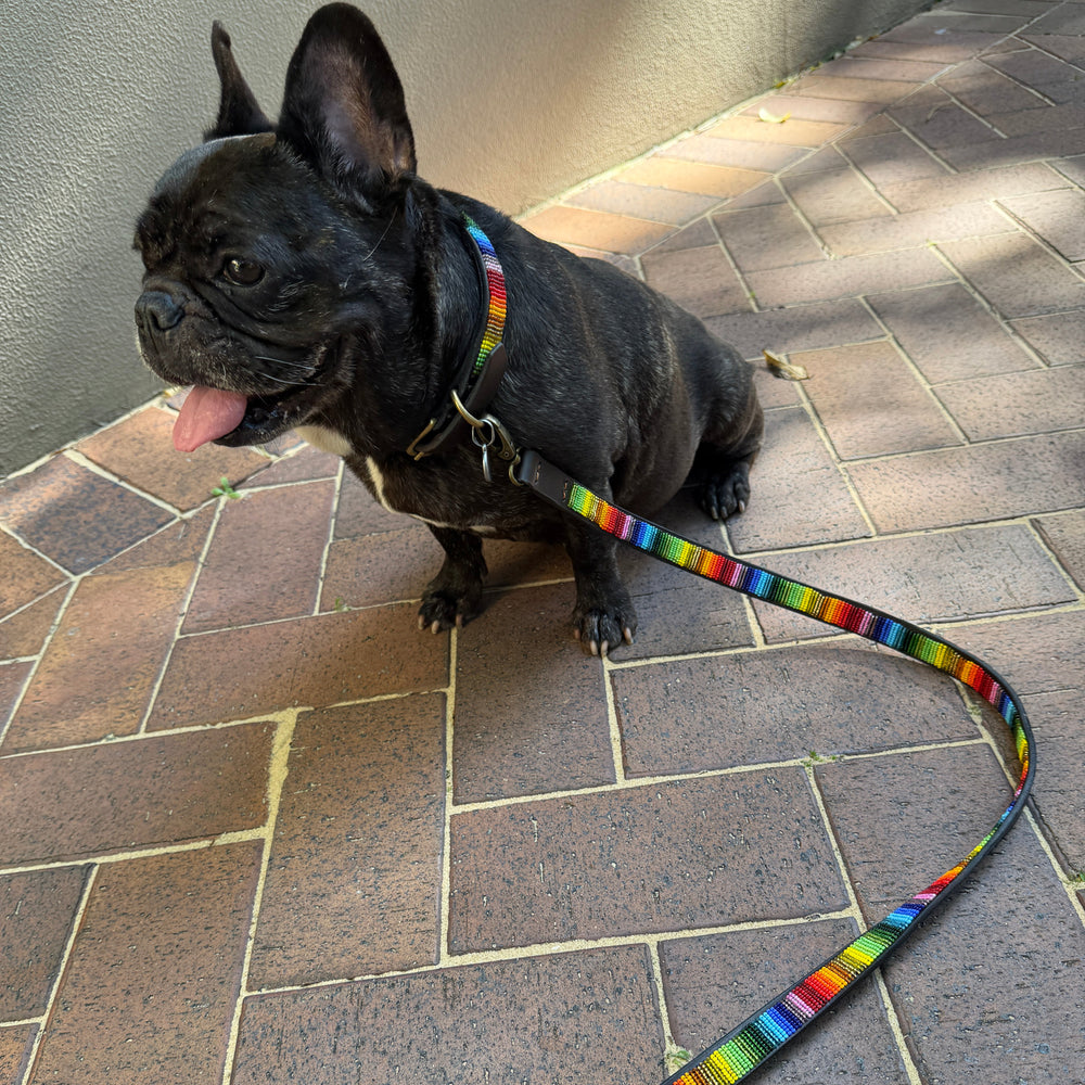 French Bulldog wearing matching beaded leather collar and leash in Rainbow design from The Maasai Collection 