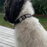 Dog Collar for Standard Poodle