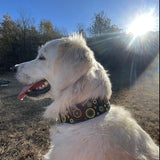 Dog Collar for Golden Retriever