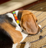 Dog Collar for Beagle