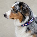 Australian Shepherd wearing a red white and blue beaded leather collar with a neutral background