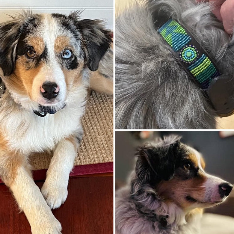 Collage of an Australian Shperd with a close-up of a collar