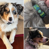 Collage of an Australian Shperd with a close-up of a collar