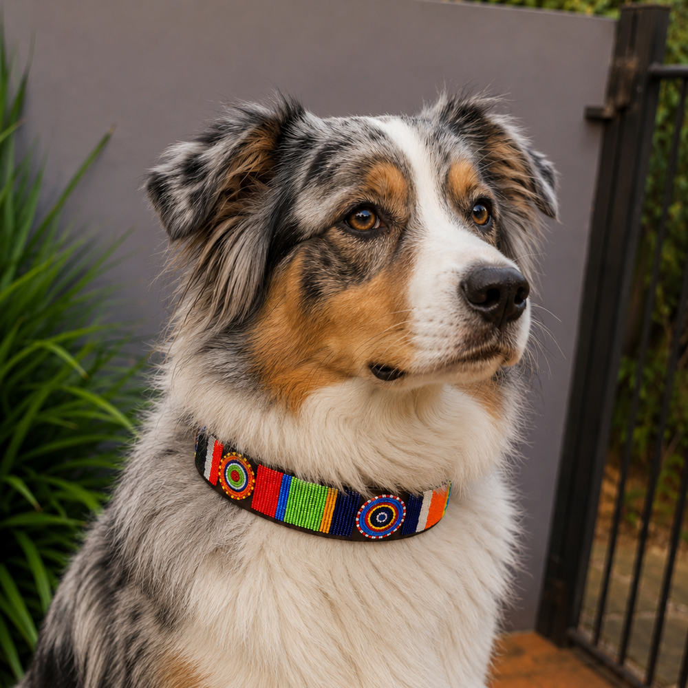 Australian Shepherd wearing a colorful beaded leather collar 