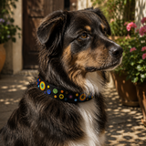 Australian Shepherd wearing a colorful beaded black leather collar