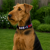 Airedale terrier wearing a red white and blue hand beaded leather collar in a garden setting