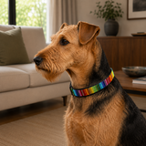 Airdale terrier wearing a hand beaded rainbow design leather collar
