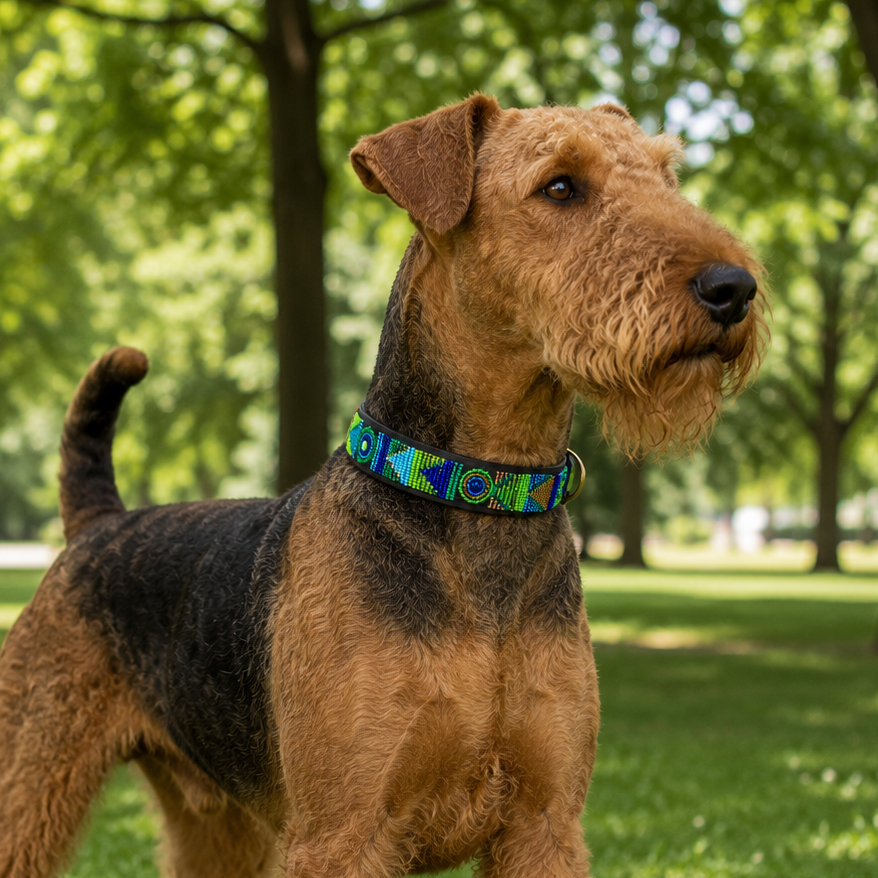 Airedale Terrier wearing peacock blue green and gold beaded leather collar standing on grass with trees in the background