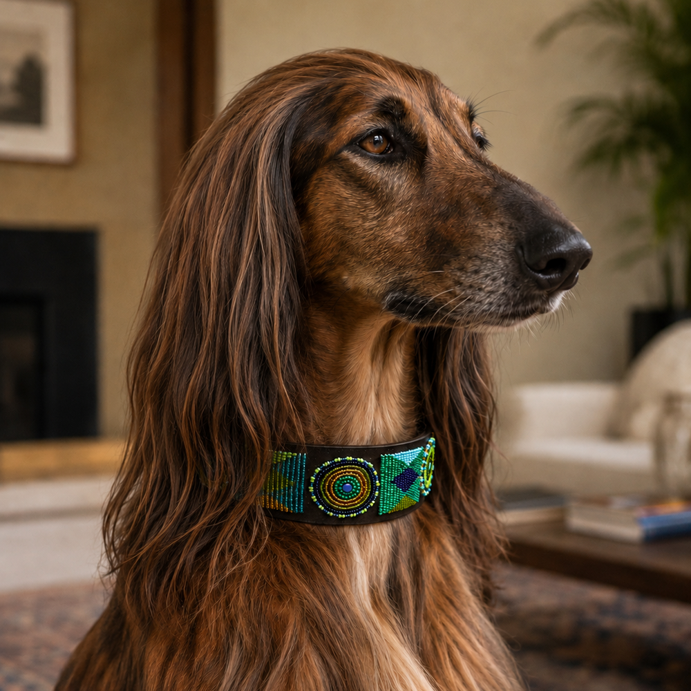 Red Brindle Afghan Hound wearing peacock blue green and gold extra-wide hand beaded leather lurcher collar 