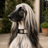 Afghan hound wearing hand beaded black white and silver black leather extra wide collar standing outdoors