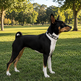 Basenji wearing black white and silver beaded leather collar 