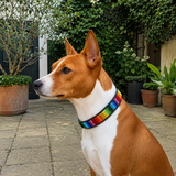 Basenji wearing a colorful rainbow design beaded leather collar in an outdoor setting 