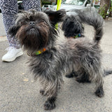 2 Brussels Griffon in rainbow beaded leather collars