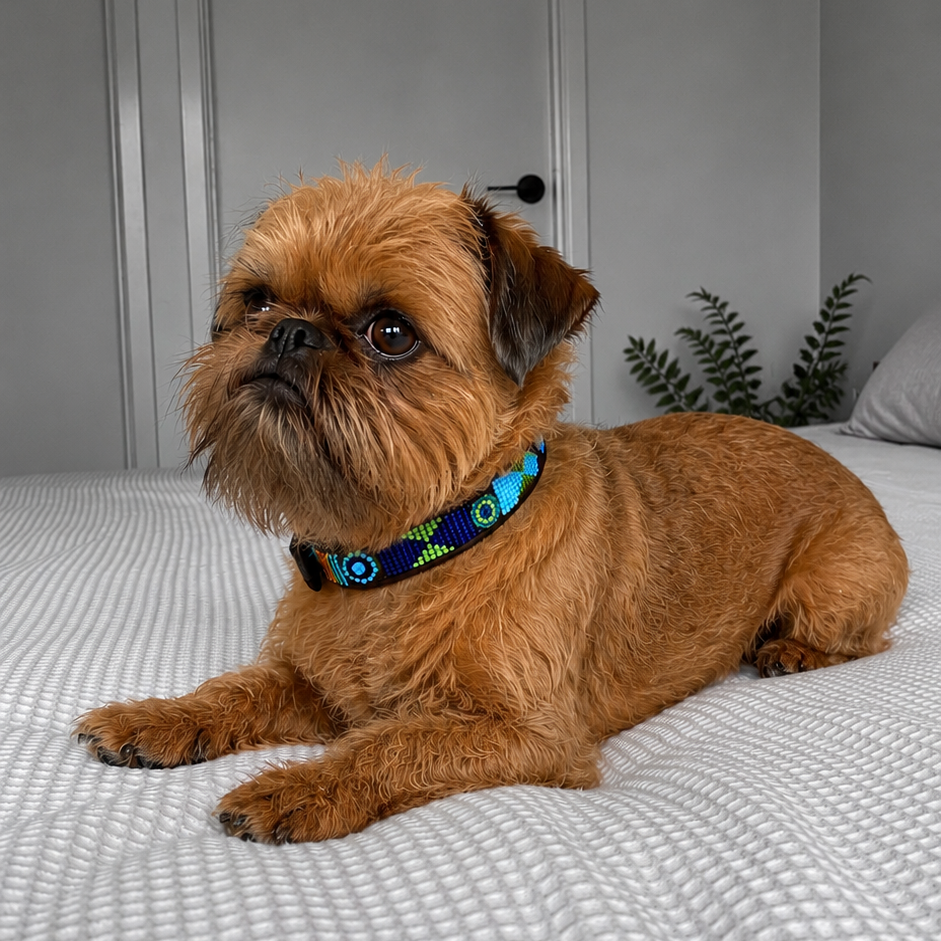 Brussels Griffon dog wearing a colorful peacock blue green and gold handmade beaded leather collar 