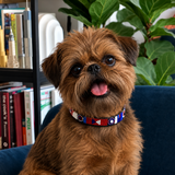 Brussels Griffon dog wearing a colorful red white and blue handmade beaded leather collar 
