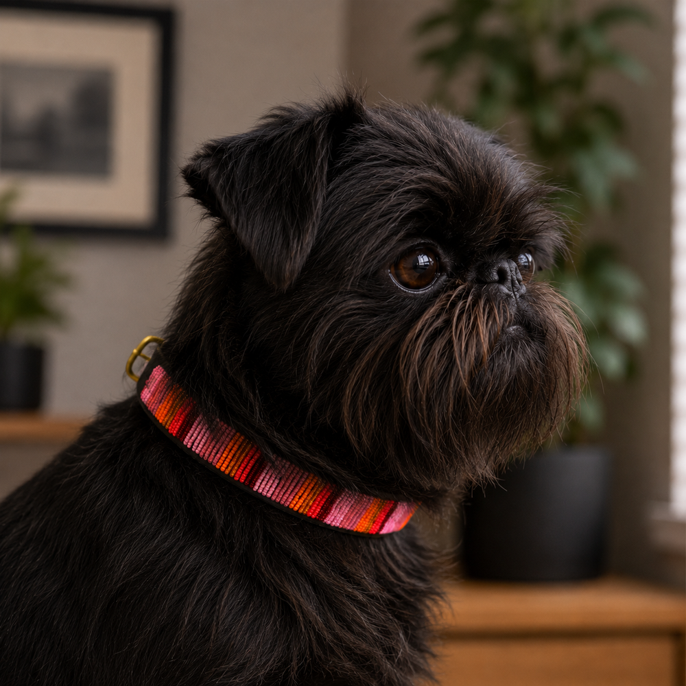 Brussel Griffon wearing a Flamingo hot pink beaded leather dog collar handmade by Maasai Mara Mamas