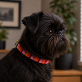 Brussel Griffon wearing a Flamingo hot pink beaded leather dog collar handmade by Maasai Mara Mamas
