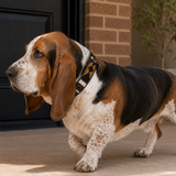 Basset Hound standing on a porch with a brown, black gold and white beaded leather collar