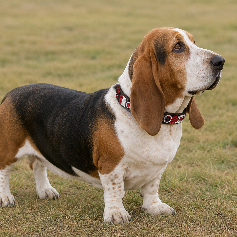 Basset Hound standing on grass with a red black and white beaded leather collar 