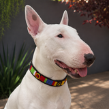 Bull Terrier dog with a colorful beaded leather collar sitting outdoors