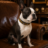 brown and white boston terrier with beautiful brown black and god beaded leather maasai collar 