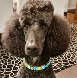 Dog Collar for Standard Poodle
