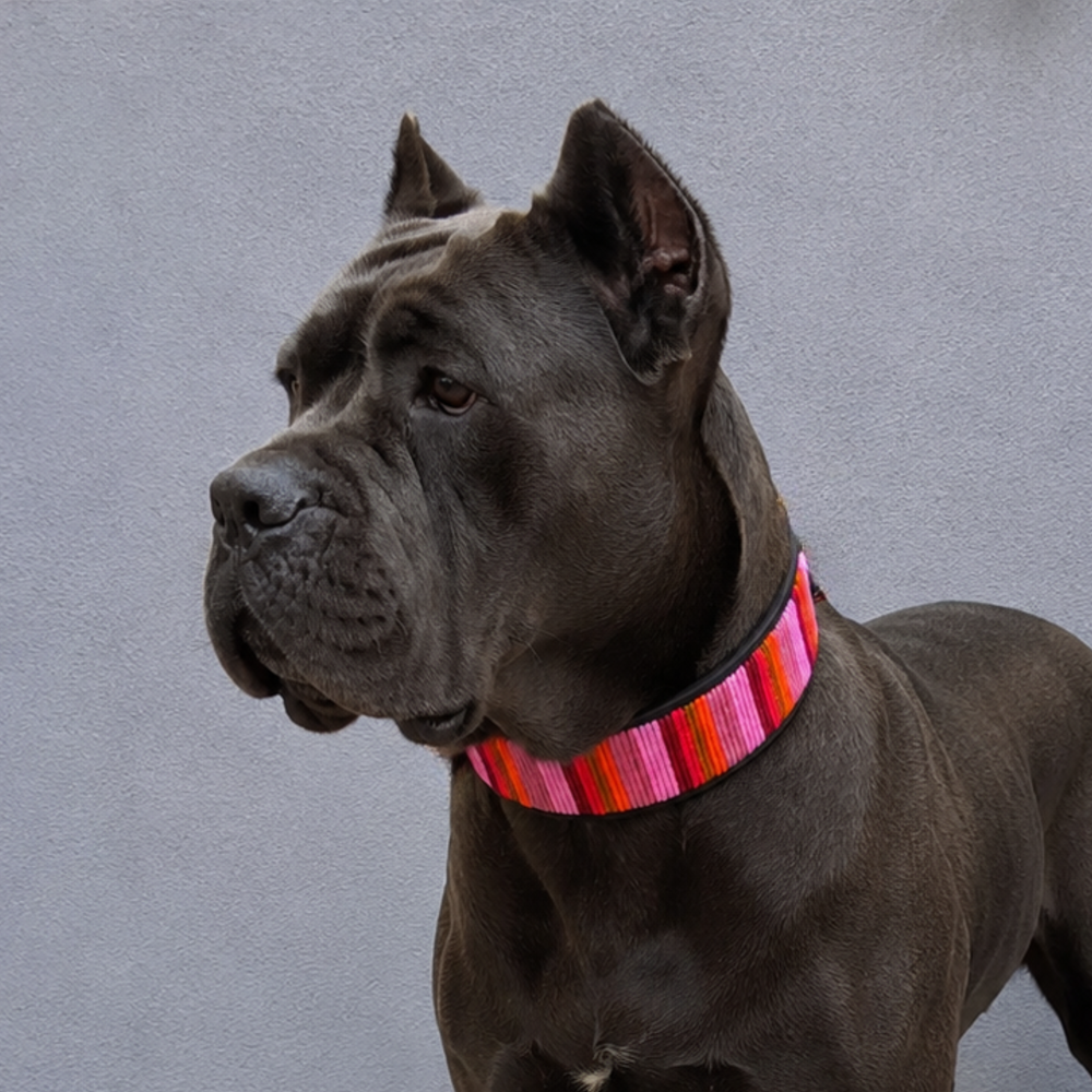 Cane Corso wearing pink flamingo hand beaded leather collar