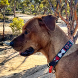 Dog Collar for Rhodesian Ridgeback