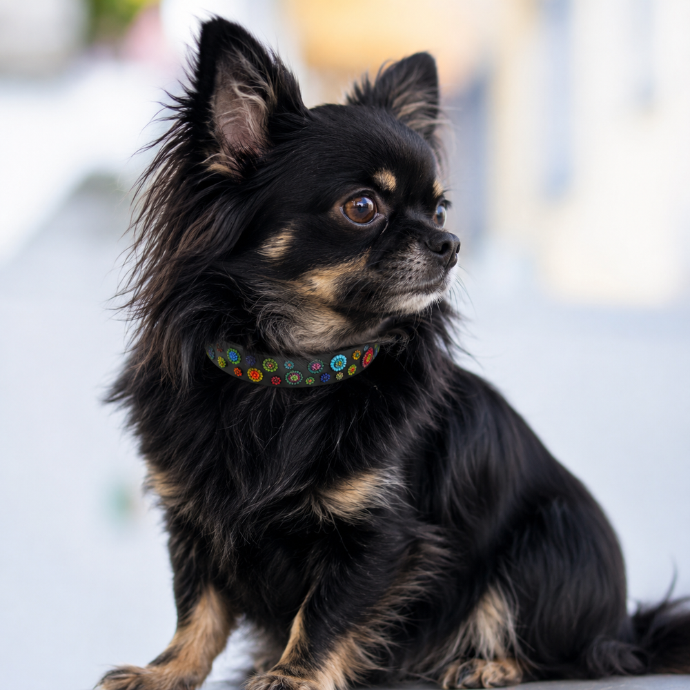 Black long hair Chihuahua wearing multicoloured beaded leather collar 