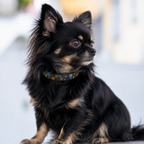 Black long hair Chihuahua wearing multicoloured beaded leather collar 
