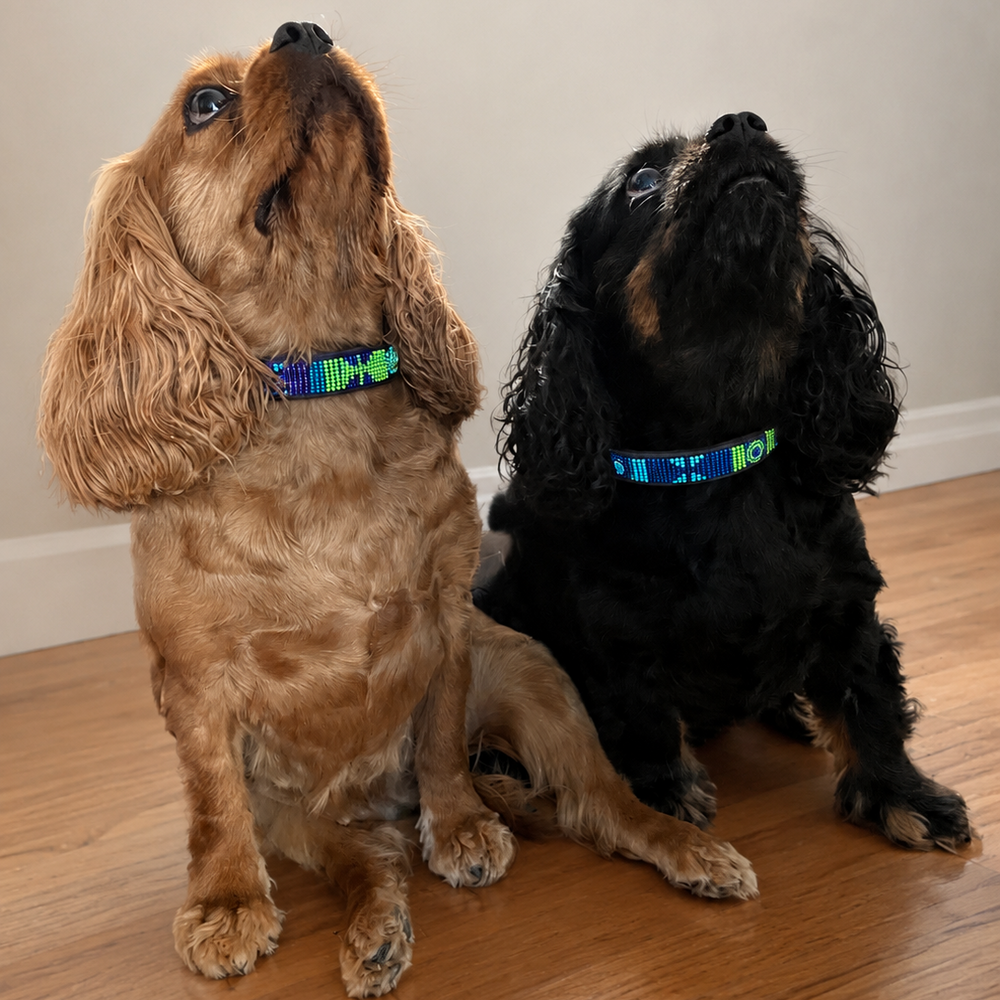 Two Cavalier King Charles Spaniels in Peacock blue green and gold beaded leather collars, one brown and one black, sitting on a wooden floor 