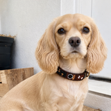Cavalier King Charles Spaniel wearing stunning brown black golden white hand beaded leather Maasai dog collar