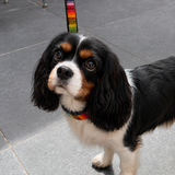 Cavalier King Charles spaniel in beautiful hand beaded leather rainbow design collar and leash