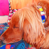 Cocker spaniel wearing a colorful beaded collar with a patterned fabric background