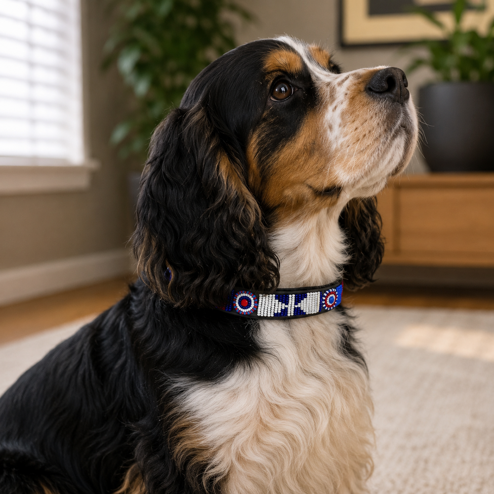 Cocker spaniel in red white and blue beaded maasai leather collar