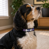 Cocker spaniel in red white and blue beaded maasai leather collar