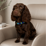Liver Cocker Spaniel wearing peacock blue green gold beaded leather dog collar dog sitting on a beige sofa with a neutral background