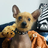 Chinese Crested dog wearing handmade beaded leather collar