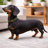 Dog Collar for Dachshund