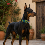 Doberman Pinscher wearing a blue green and gold beaded leather collar 