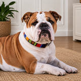 British Bulldog in beautiful multi-coloured beaded leather collar lying on a carpeted floor with a plant and cabinet in the background
